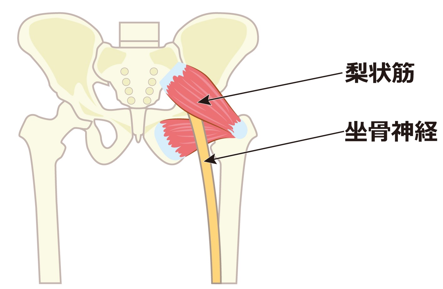 梨状筋のイラスト